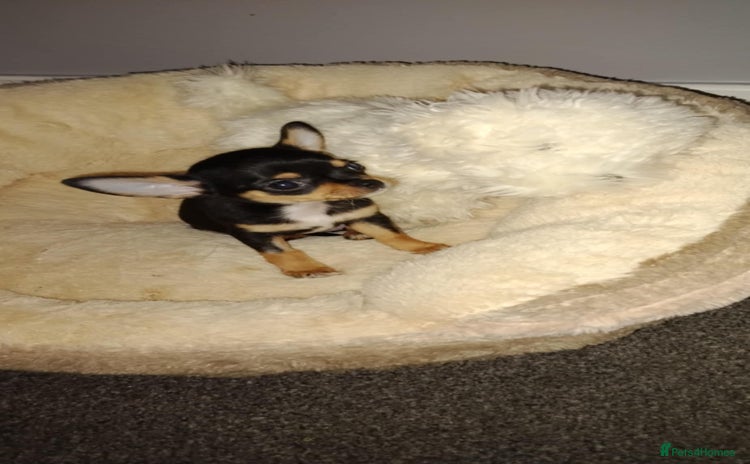 Chihuahua dogs - Advert 1
