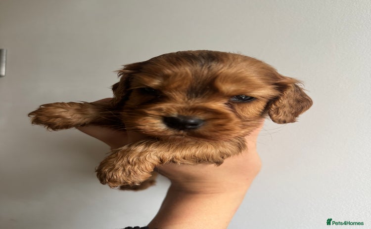 Cockalier dogs - Advert 1