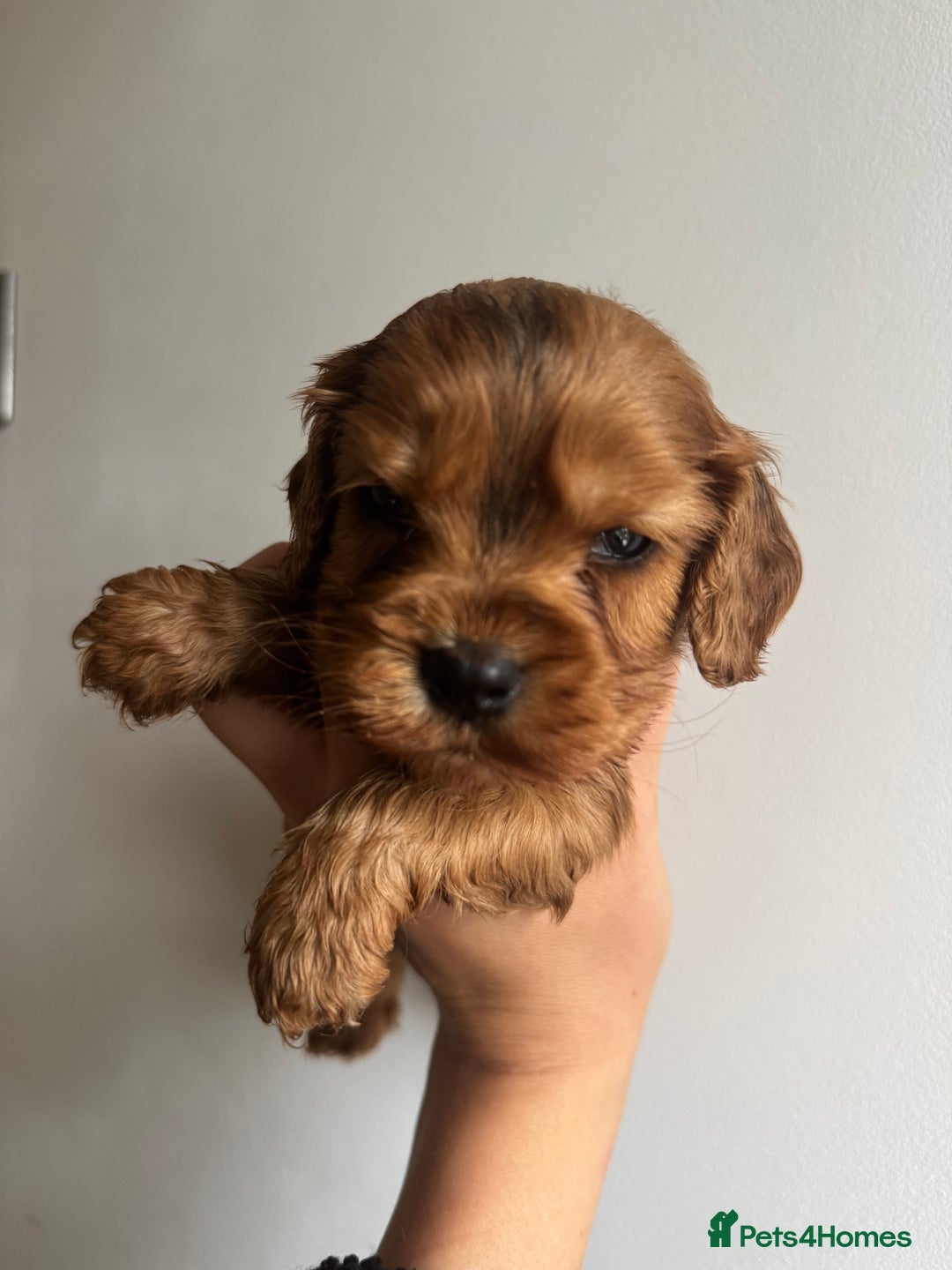 Cockalier dogs for sale: Beautiful f1 fully health tested cockaliers - Image 1