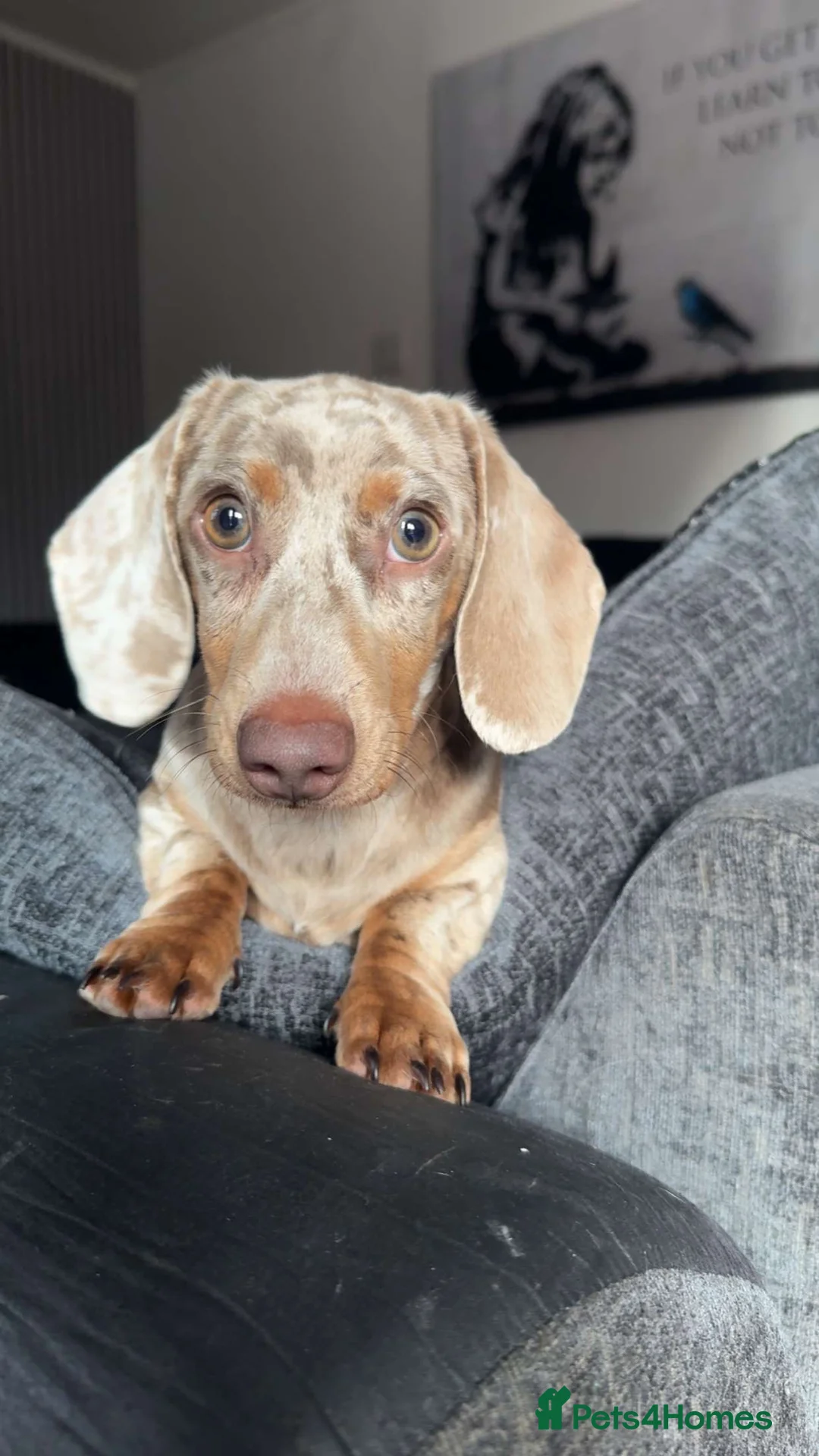 Dachshund dogs for sale: 2 male 8 month old dachshunds. - Advert 4