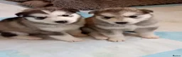 Siberian Husky dogs for sale: Siberian Huskie puppies for sale - Advert 2