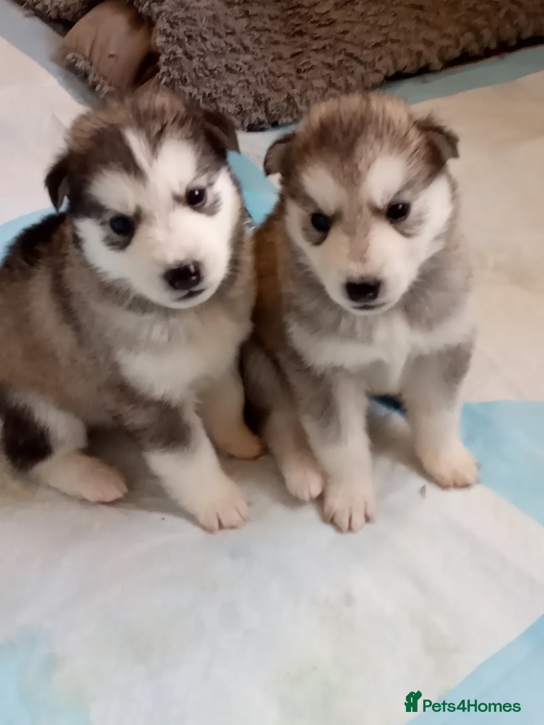 Siberian Husky dogs for sale: Siberian Huskie puppies for sale - Advert 2