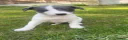 Whippet dogs for sale: Stunning kc whippet puppy’s  - Advert 15