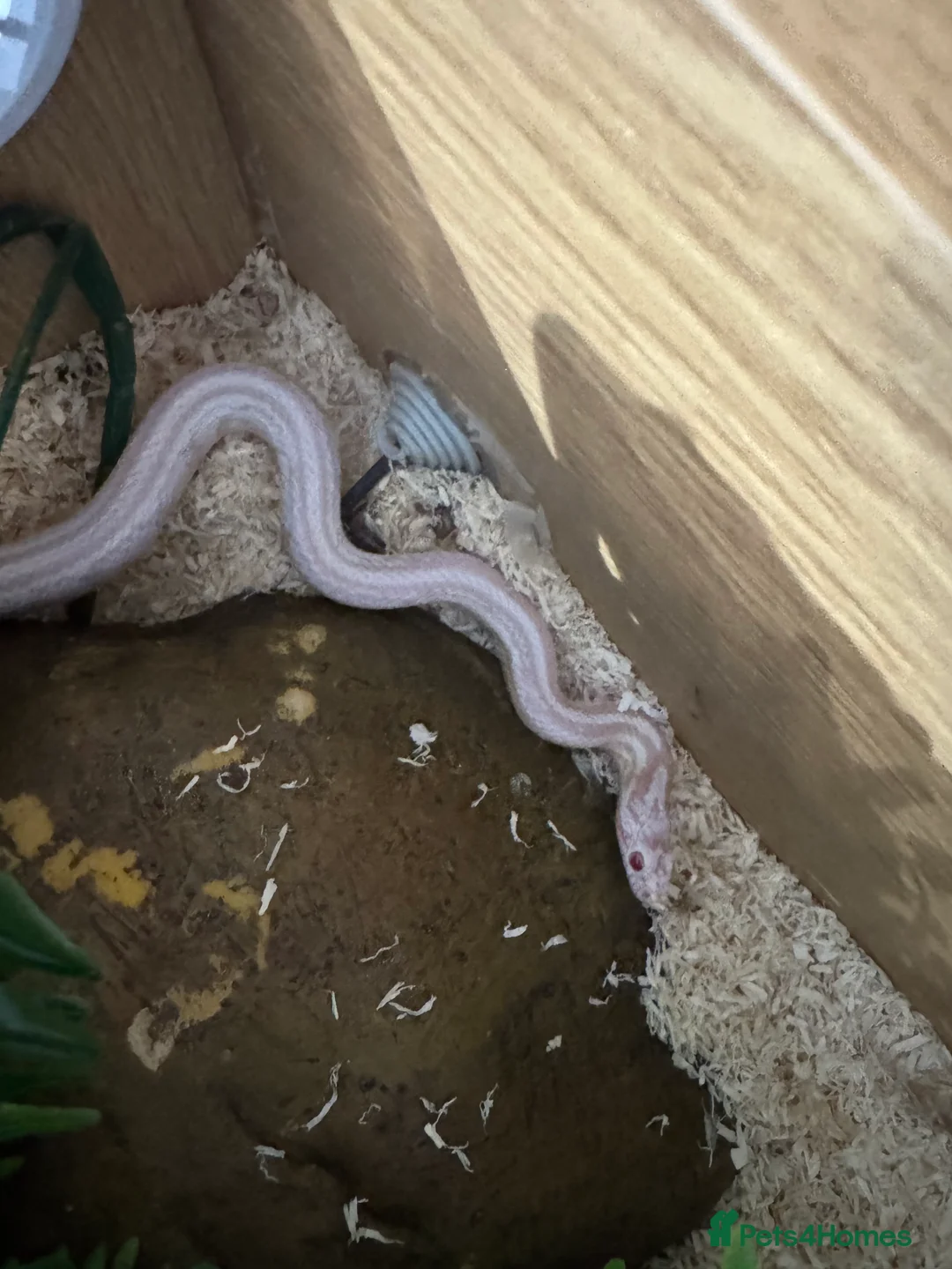 Corn Snake reptiles for sale: Corn snake Snow Tessera + set up in Calne - Advert 1