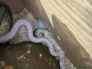 Corn Snake reptiles Corn snake Snow Tessera + set up in Calne - Advert 3