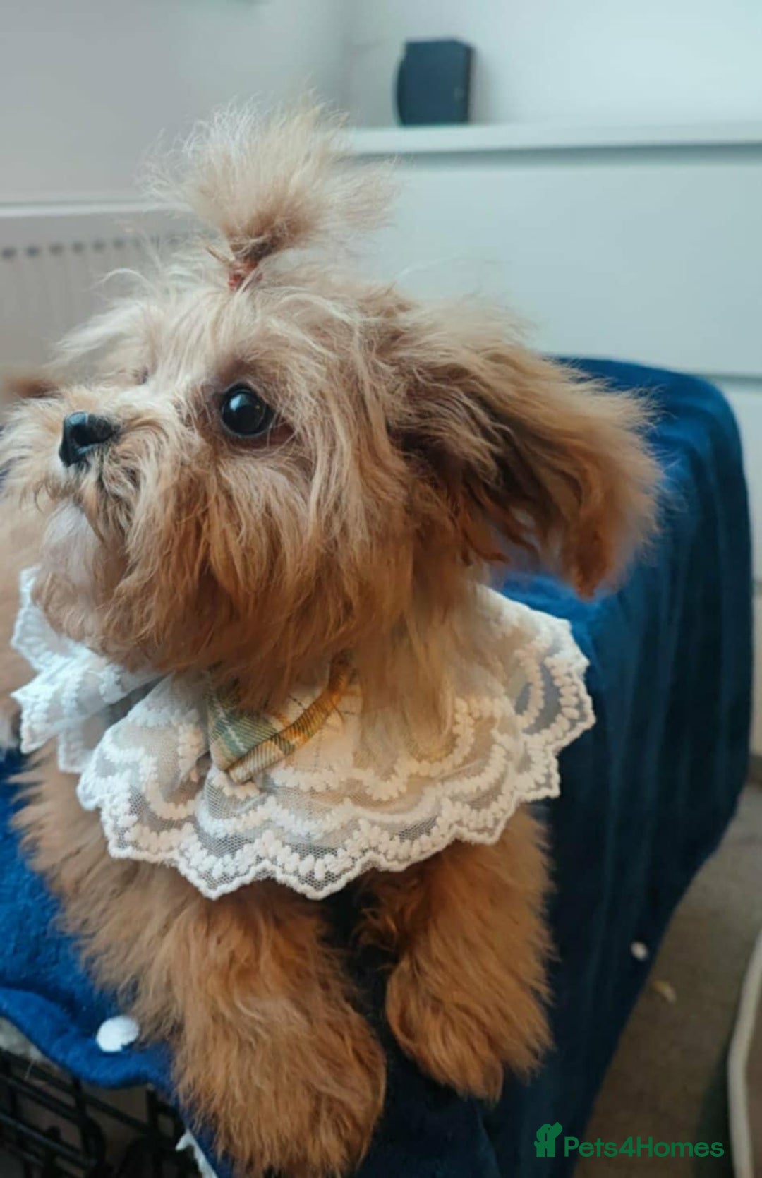 Maltipoo dogs for sale: Maltipoo puppys looking for loving home - Image 16
