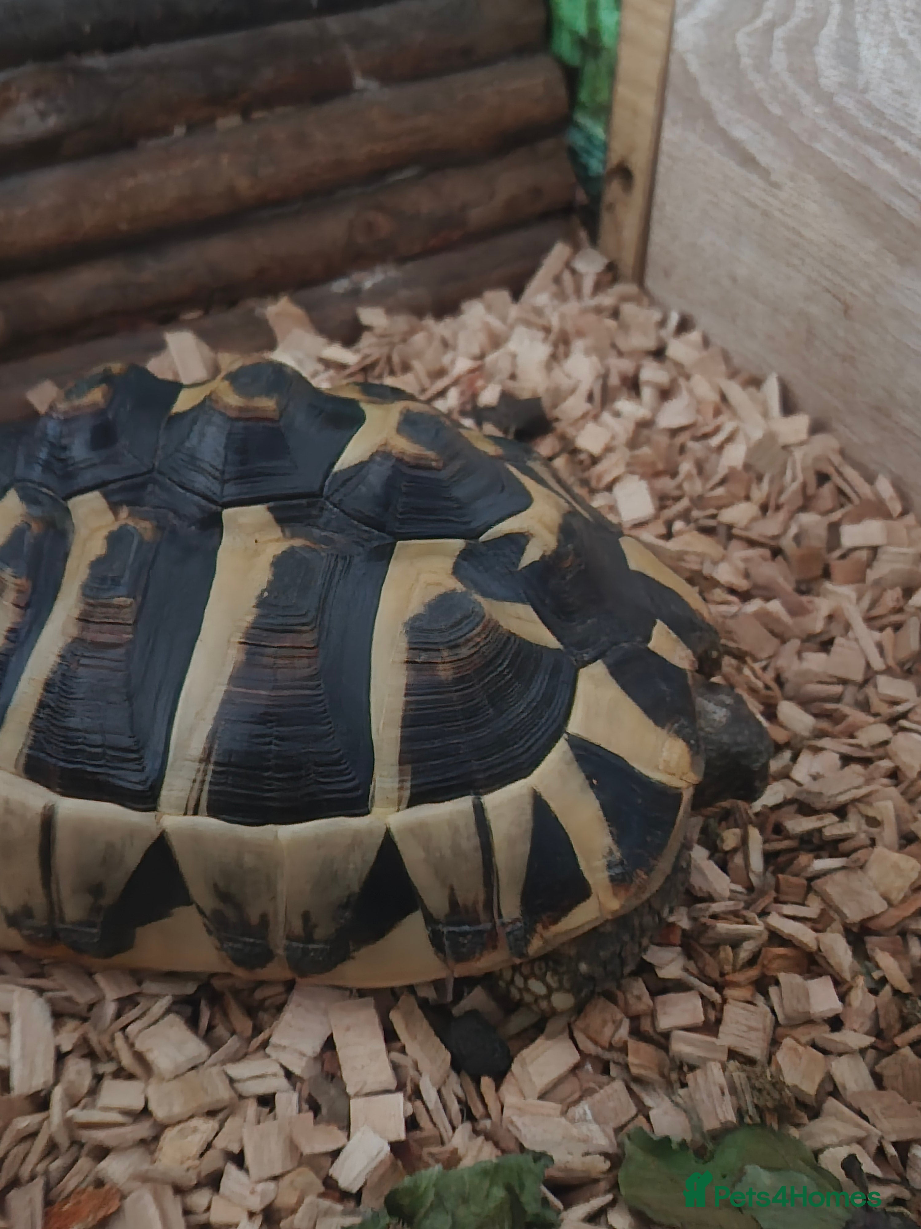 Hermann Tortoise reptiles 9 year old Hermann tortoise  - Advert 3