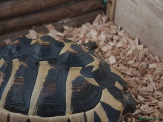 Hermann Tortoise reptiles for sale: 9 year old Hermann tortoise - Advert 1