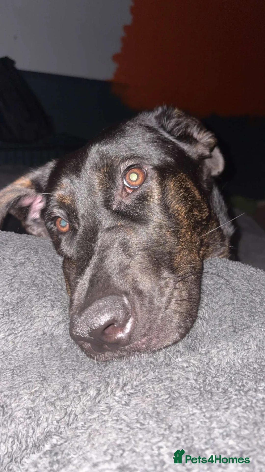 Mixed Breed dogs for sale: gorgeous cane corso/german shepard - Advert 2