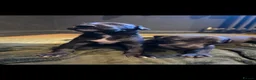 Whippet dogs for sale: Whippet puppies for sale - Advert 7