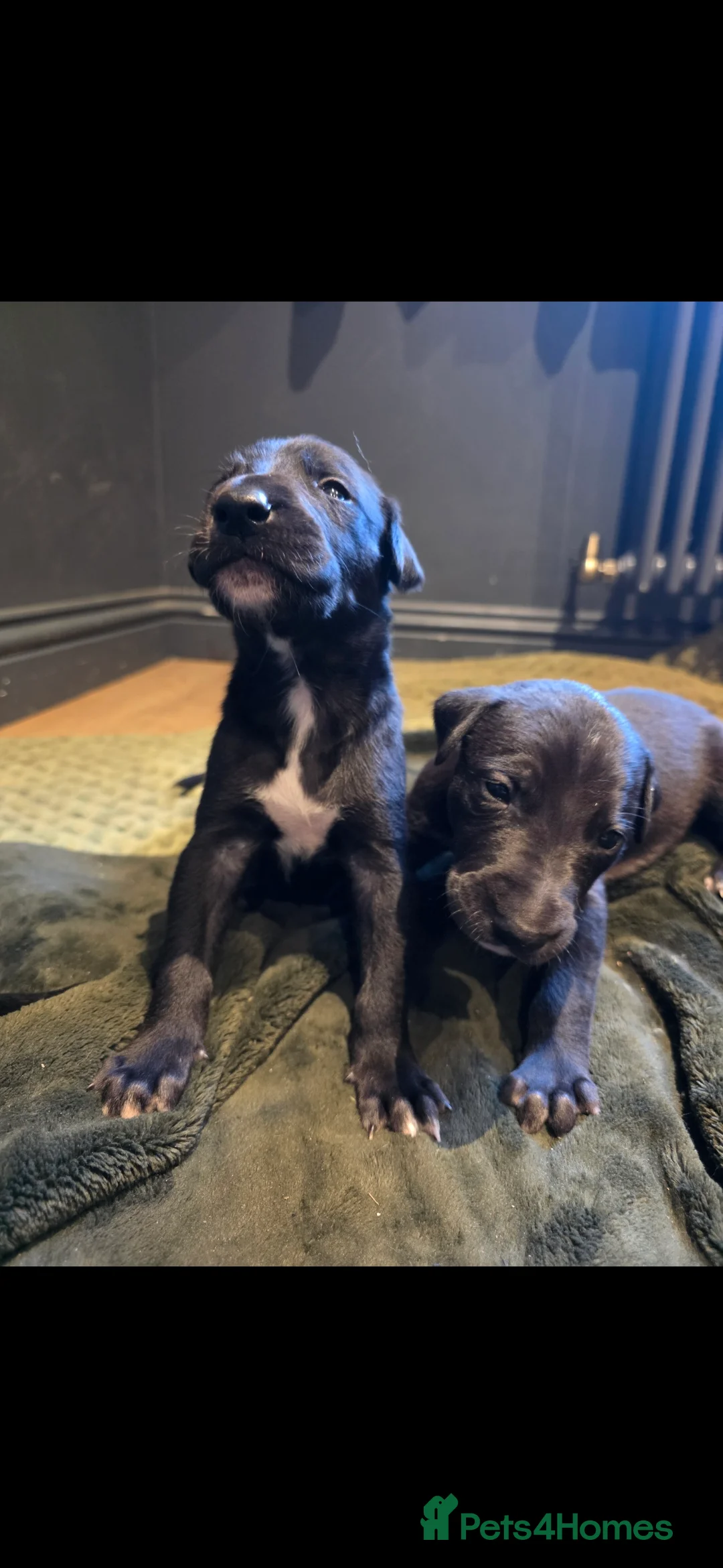 Whippet dogs for sale: Whippet puppies for sale - Advert 7