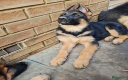German Shepherd dogs for sale: German Shepherd pups - Image 9
