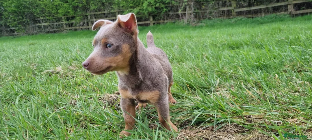 Jack Russell dogs for stud: Miniature Chocolate and Tan Jack Russell For Stud in Ebbw Vale - Advert 11
