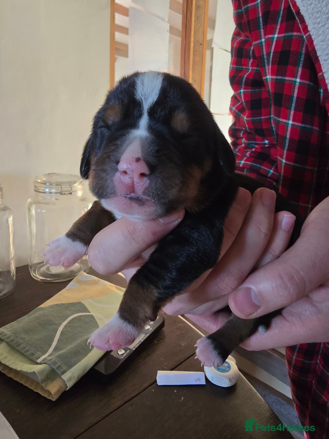 Mixed Breed dogs for sale: Sprocker puppies ready 10th Jan - Advert 15