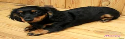 Miniature Dachshund dogs for sale: 🌟Dapple & Black Tan PRA Clear KC reg – June 26🌟 - Advert 19