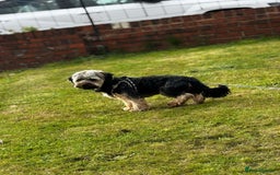 Mixed Breed dogs for sale: Looking for forever home  - Image 3
