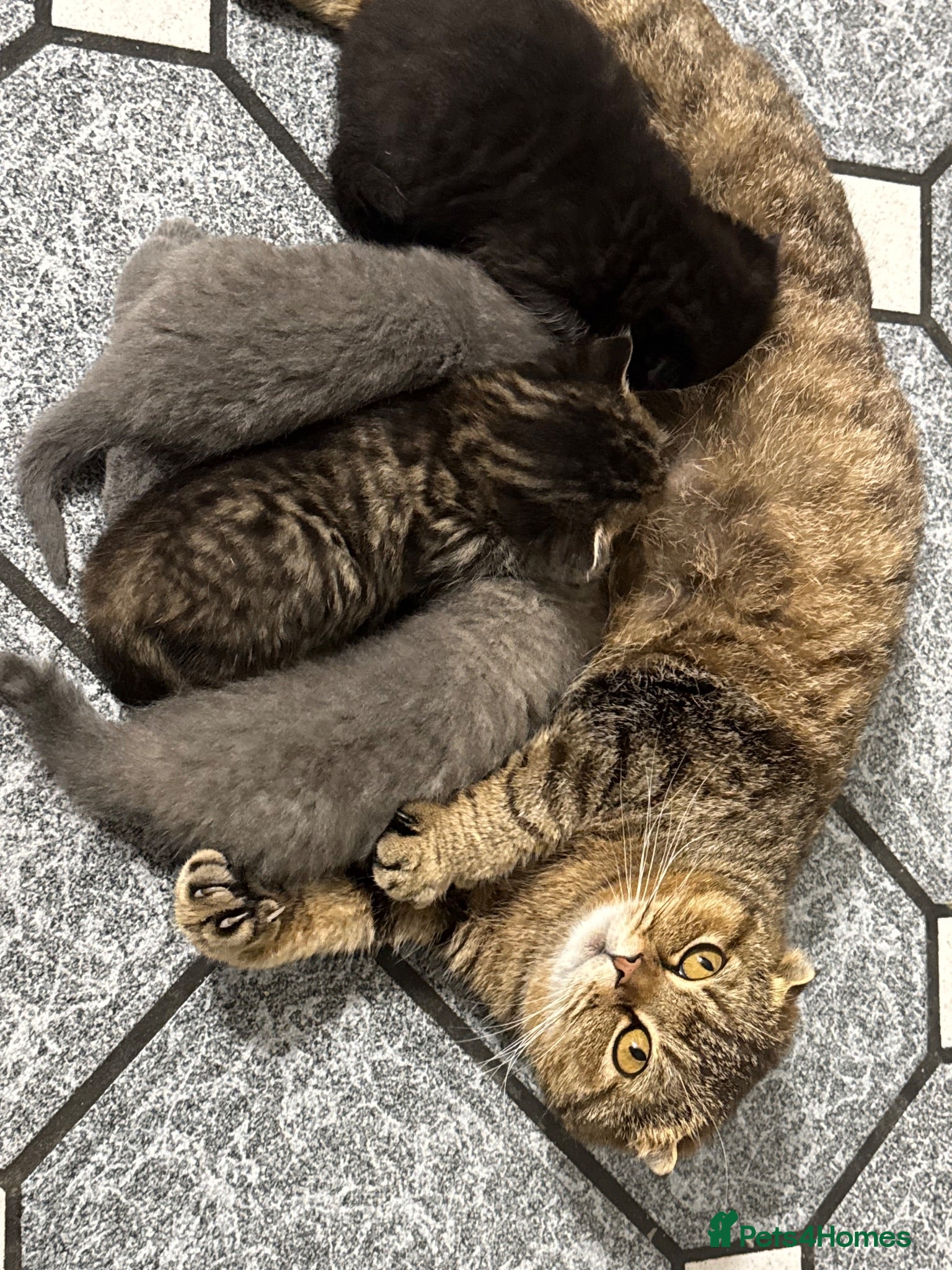 Scottish Fold cats Scottish fold kittens - Advert 6