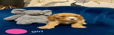 Cavapoo 5
