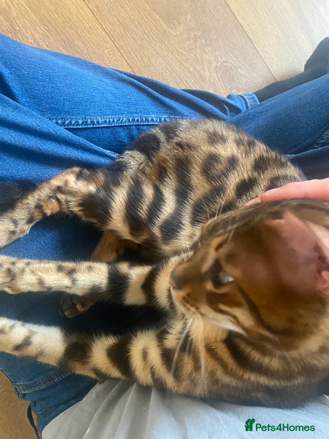 Bengal cats for sale: Bengal male almost 1y old  - Advert 2