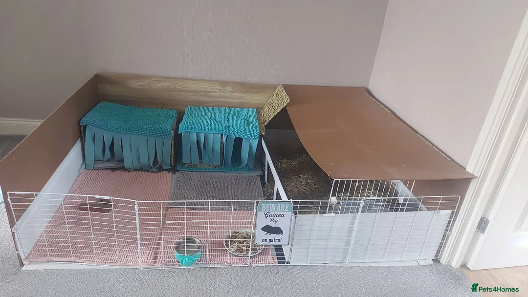 Guinea Pig rodents for sale: 2 Friendly Sow Guinea Pigs in Deeside - Advert 2
