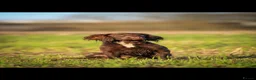 Sprocker dogs for sale: Sprocker spaniel puppies  in Atherstone - Advert 6