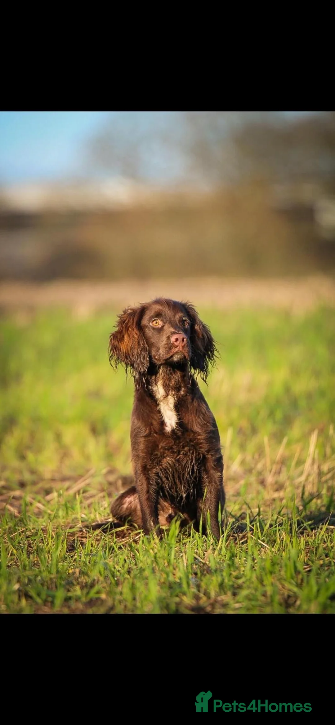 Sprocker dogs for sale: Sprocker spaniel puppies  in Atherstone - Advert 6