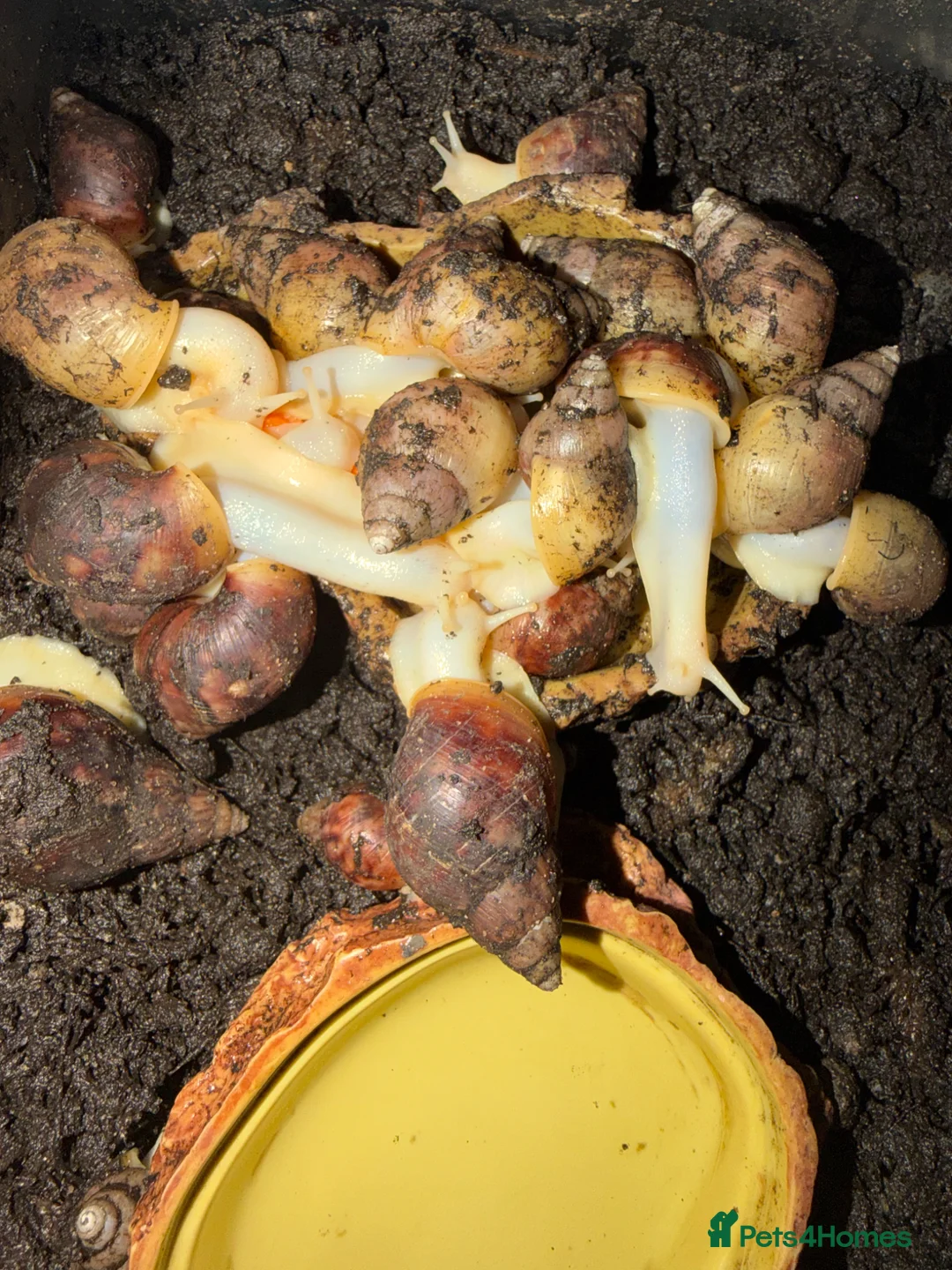 Snails invertebrates for sale: Giant African Land Snails - £5 each - Advert 2