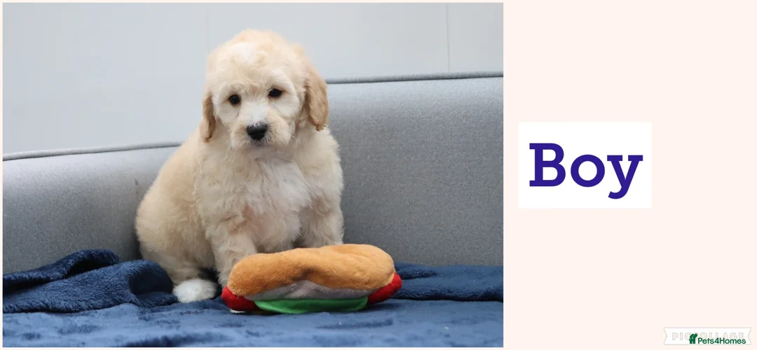 Cavapoochon dogs for sale: Cavapochon puppies for sale - Advert 3