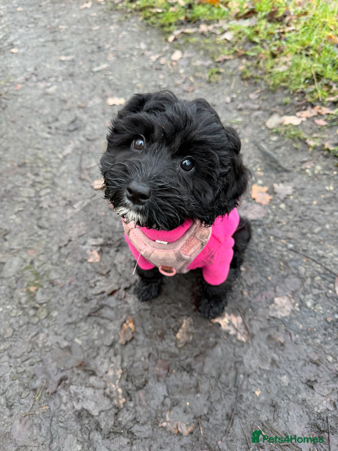 Cockapoo dogs for sale: Female cockapoo - Advert 3