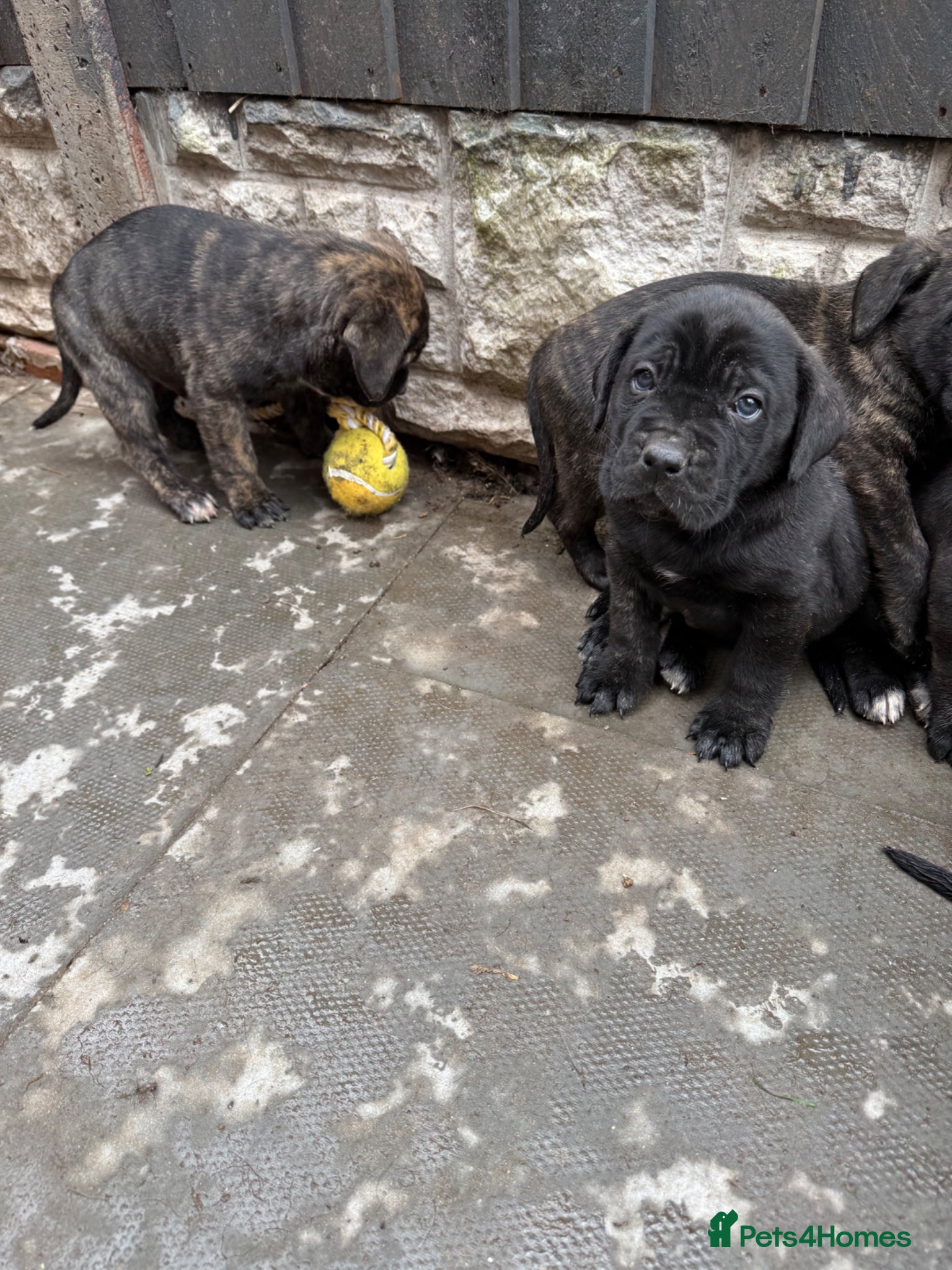 Presa Canario dogs  🏆 Champion Blood elite presa Canario pups!! - Advert 2