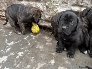 Presa Canario dogs 🏆 Champion Blood elite presa Canario pups!! - Advert 2