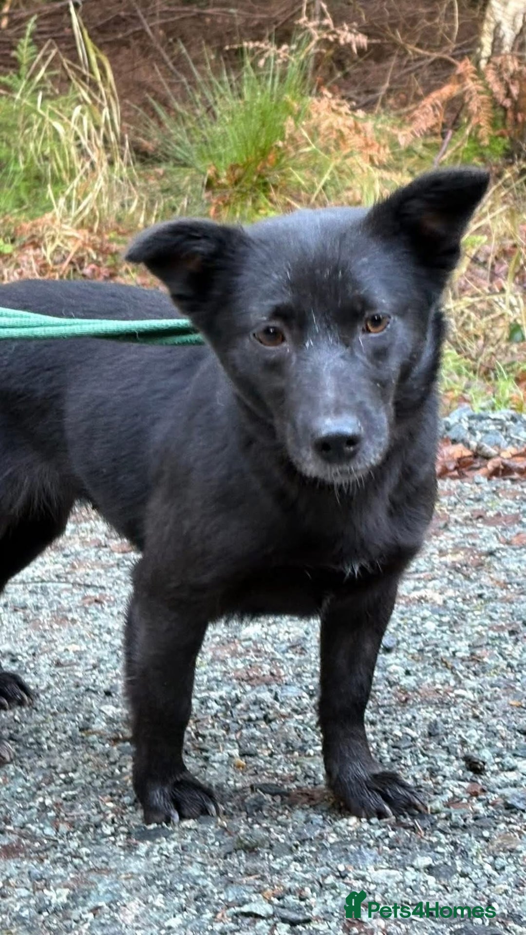 Mixed Breed dogs for adoption: Melody - Norwich Norfolk  - Advert 17
