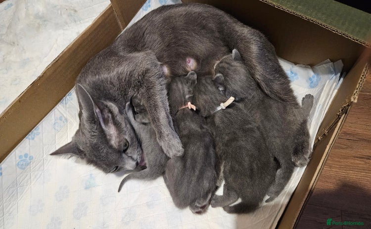 Russian Blue cats 🐾 last two girls Russian Blue Kittens 🐾 - Advert 4
