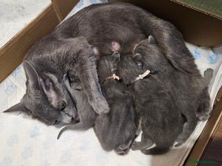 Russian Blue cats 🐾 last two girls Russian Blue Kittens 🐾 - Advert 9