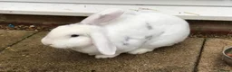Mini Lop rabbits for sale: Rabbit for sale in Rochester - Advert 3