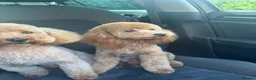 Toy Poodle dogs for stud: For stud  - Advert 4