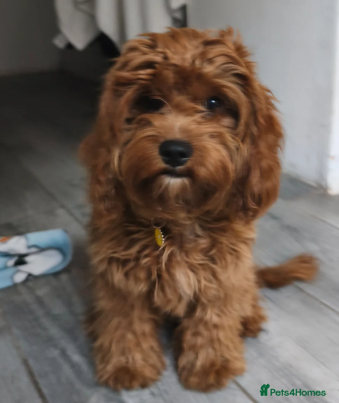 Cavapoo dogs for sale: Beautiful Bella Looking for Her Forever Home 💖 - Advert 2
