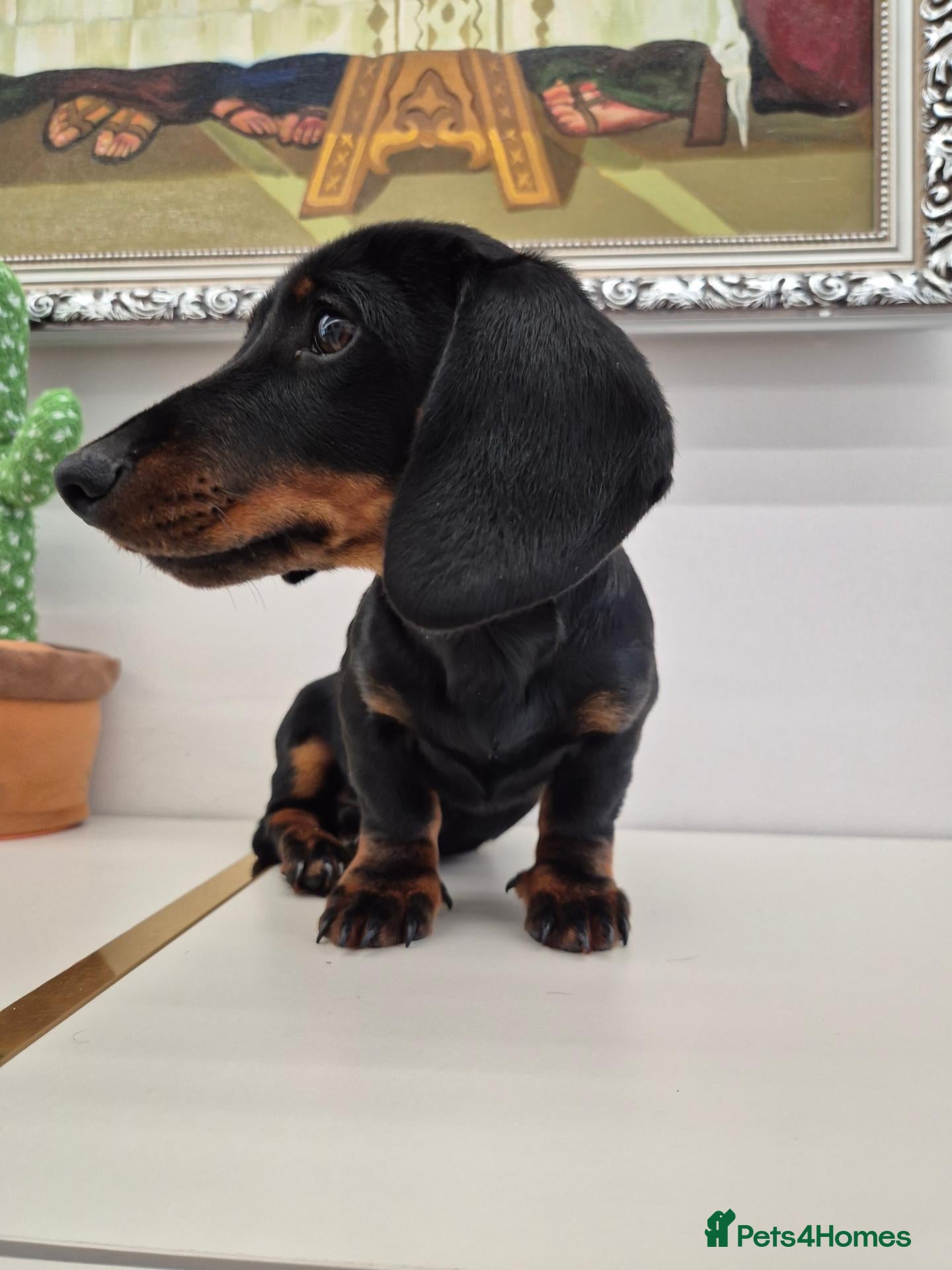 Miniature Dachshund dogs Miniature Dachshund.Fully vaccinated.Ready t leave - Advert 4