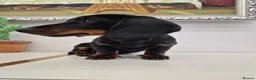 Miniature Dachshund dogs for sale: Miniature Dachshund.Fully vaccinated.Ready t leave - Advert 2