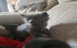 Mixed Breed cats for sale: 3 Beautiful Norwegian Forest X Kittens for sale. - Advert 1