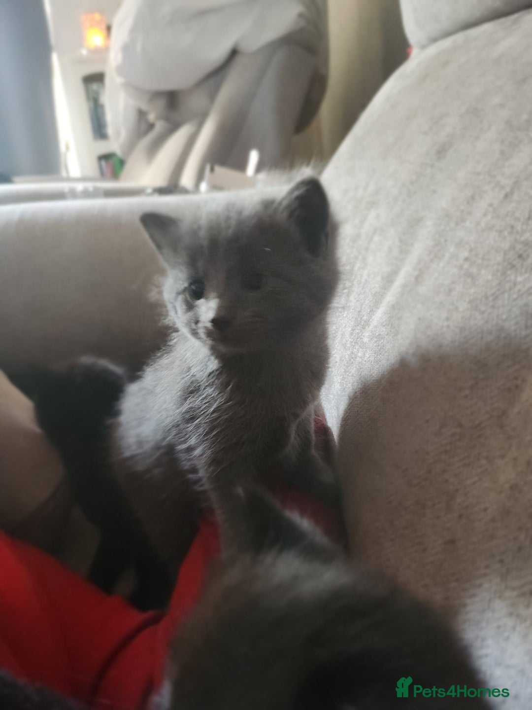 Mixed Breed cats for sale: 3 Beautiful Norwegian Forest X Kittens for sale. - Advert 1