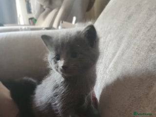 Mixed Breed cats 3 Beautiful Norwegian Forest X Kittens for sale. - Advert 1