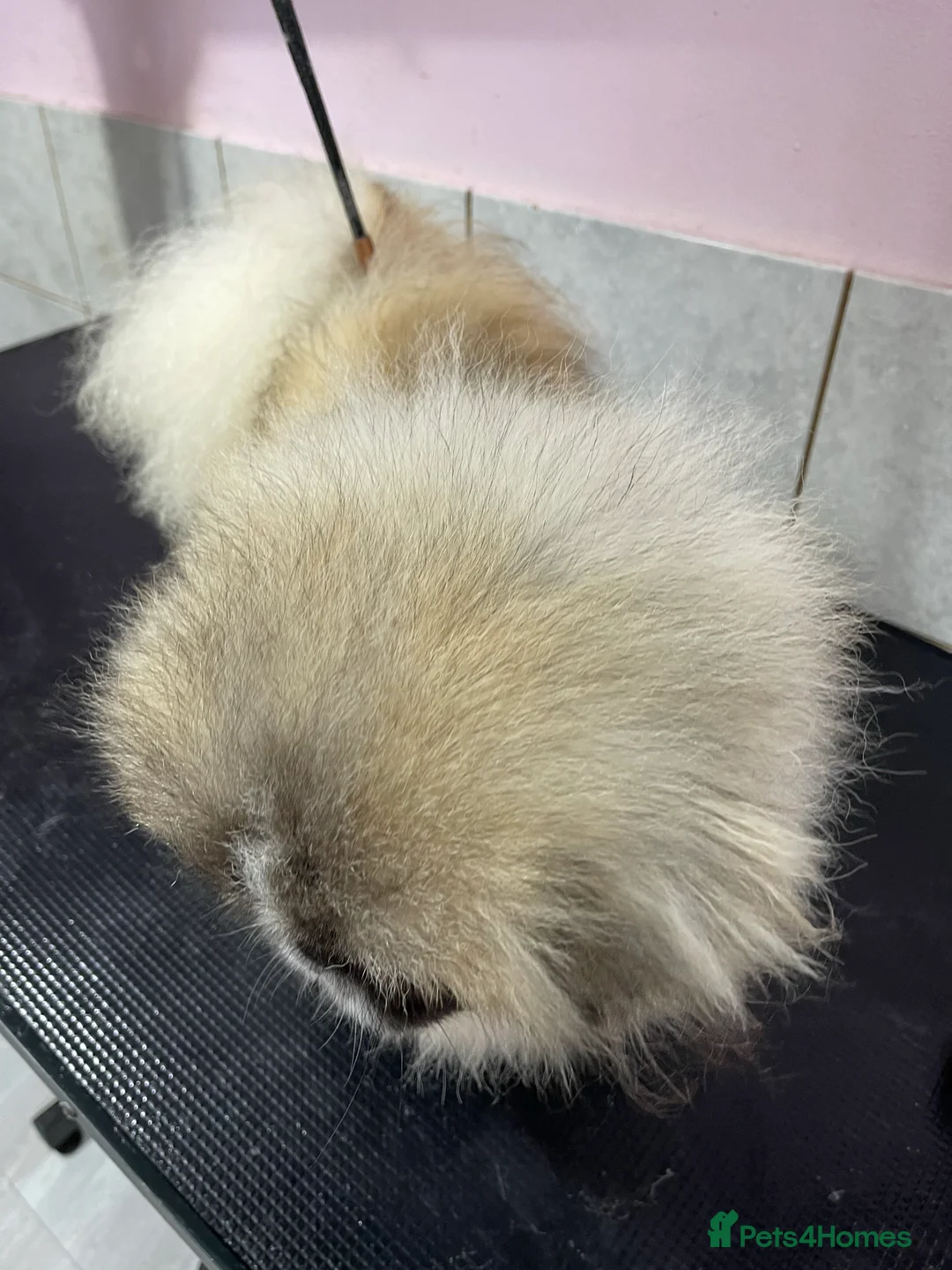 Pekingese dogs for stud: PROVEN !! Party Coloured Pekingese for stud in Rugby - Advert 3