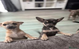 Chihuahua dogs for sale: 💙💛 Blue & tan pure breed deer head chihuahuas 💙 - Image 5