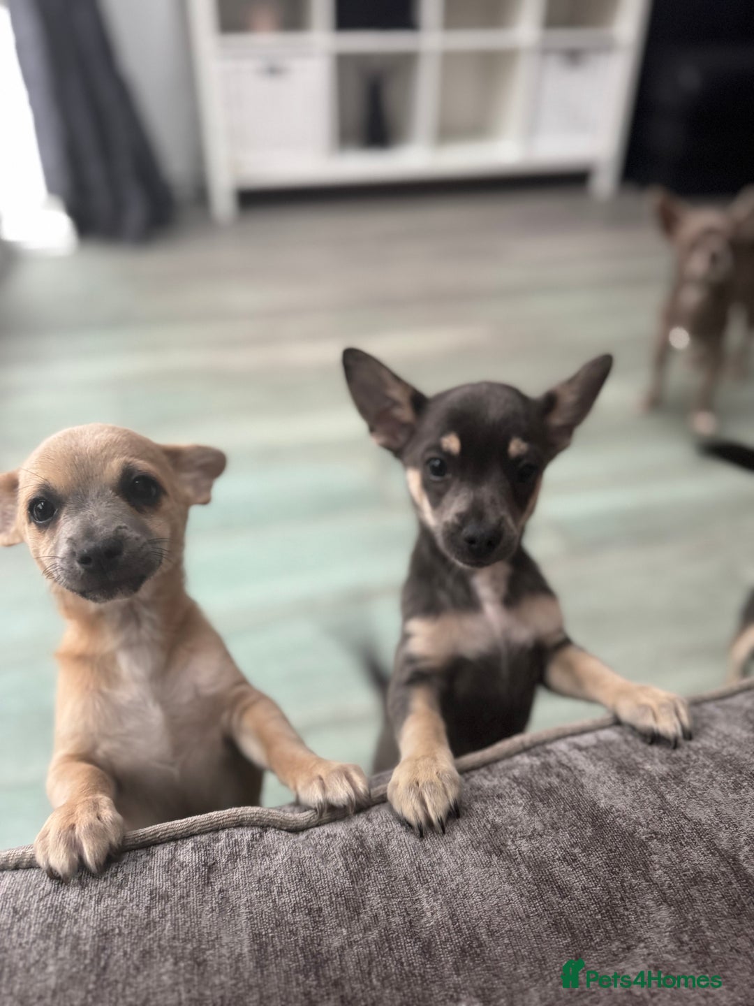 Chihuahua dogs for sale: 💙💛 Blue & tan pure breed deer head chihuahuas 💙 - Image 5