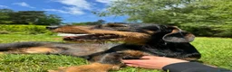 Mixed Breed dogs for sale: Hugo-15 Month Old Doberman x Wire Haired Dachshund - Advert 3