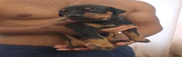 Dobermann dogs for sale: Pedigree Chunky Doberman Puppies - Advert 21