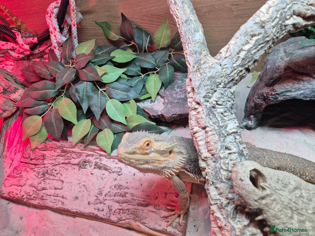 Bearded Dragon reptiles for sale: Bearded dragon with full vivarium set-up  - Advert 3