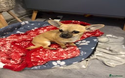 Chihuahua dogs for sale: Becky - Image 2