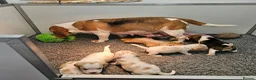 Beagle dogs for sale: Stunning KC Registered Beagle Pups- Ready 24.08.26 in Thirsk - Advert 35